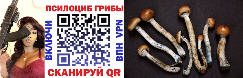 Псилоцибиновые грибы Psilocybine cubensis  Усинск 